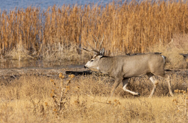 Mule Deer Buck During the rut in Fall in Colorado
