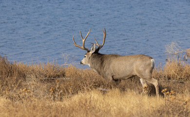 Mule Deer Buck During the rut in Fall in Colorado