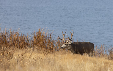 Mule Deer Buck During the rut in Fall in Colorado