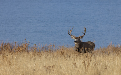 Mule Deer Buck During the rut in Fall in Colorado