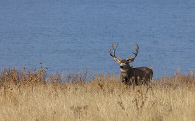 Naklejka premium Mule Deer Buck During the rut in Fall in Colorado