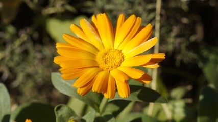 yellow flower in the garden