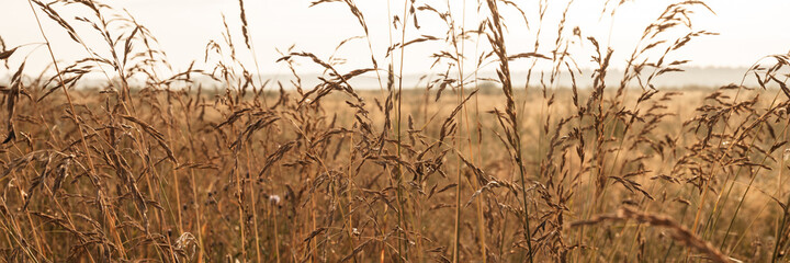 autumn natural landscape of golden brown dry withered pampas wheat grass straw in the background...