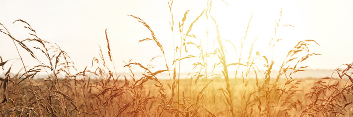 autumn natural landscape of golden brown dry withered pampas grass straw in the background light of white sky against the horizon of the field. morning russian dawn in meadow on nature. banner. flare - obrazy, fototapety, plakaty