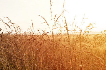 autumn natural landscape of golden brown dry withered pampas wheat grass straw in the background light of the white sky against the horizon of field. morning russian dawn in meadow on nature. flare