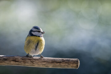 blue tit on a branch in the garden