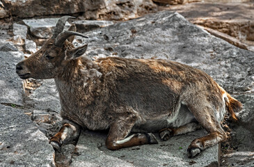 Markhor female on the rock. Latin name - Capra falconeri