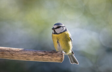 blue tit on a branch in the garden