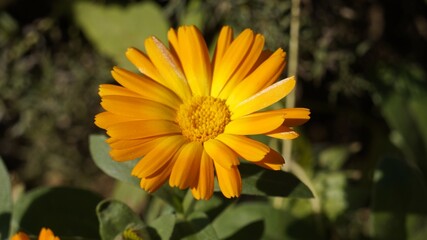 yellow flower of a calendula