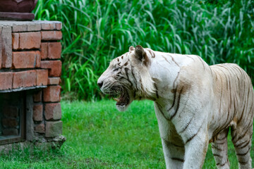 A white tiger with an open mouth on a jungle background