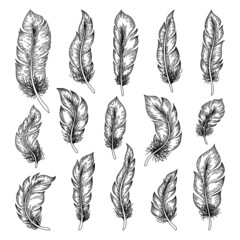 Feathers sketch. Hand drawn bird feather drawing, ink vintage artwork, outline retro decorative elements. Vector isolated set