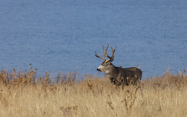 Mule Deer Buck During the rut in Fall in Colorado