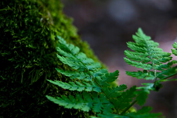 Beautiful young green fern in the forest.