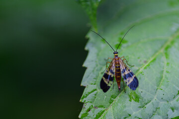 葉にとまっているシリアゲムシ（埼玉県/9月）