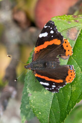Obraz premium Macro shot of a red admiral (vanessa atalanta) butterfly on a leaf