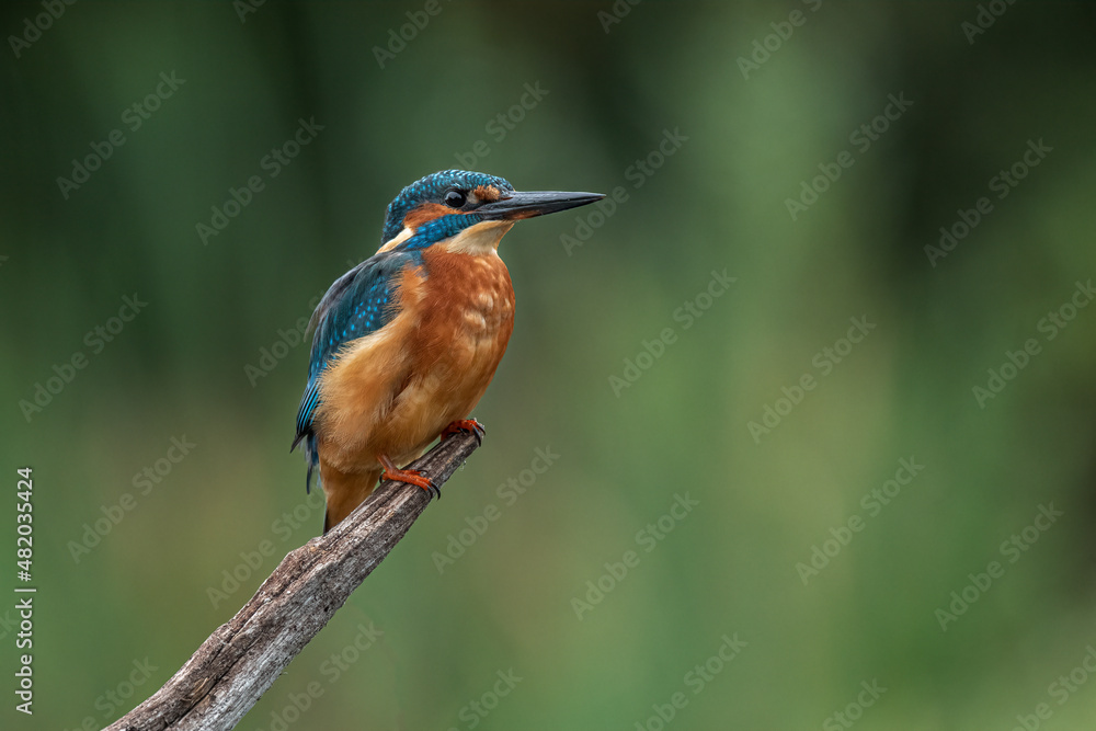 Poster a portrait of a kingfisher perched on a wooden branch with a plain out of focus background