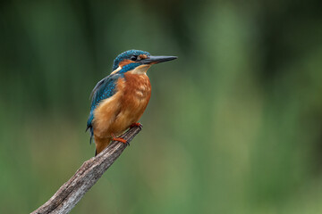 A portrait of a kingfisher perched on a wooden branch with a plain out of focus background