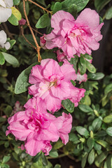 Fototapeta premium Indian Azalea (Rhododendron simsii) in greenhouse