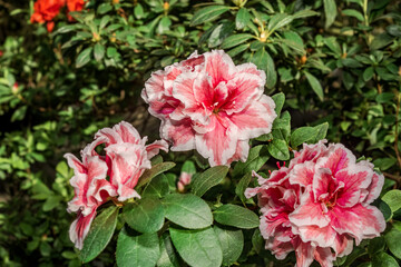 Indian Azalea (Rhododendron simsii) in greenhouse
