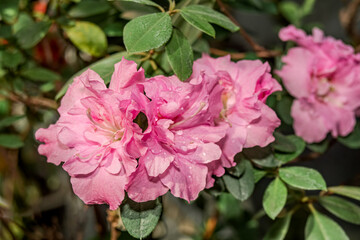 Indian Azalea (Rhododendron simsii) in greenhouse