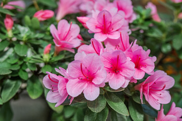 Indian Azalea (Rhododendron simsii) in greenhouse