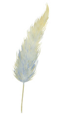 Pampas grass hand drawn watercolor. Dry vegetation in neutral calm colors. Botanical isolated element for boho design. Bohemian style greeting cards and invitations. Wall art and posters in beige tone