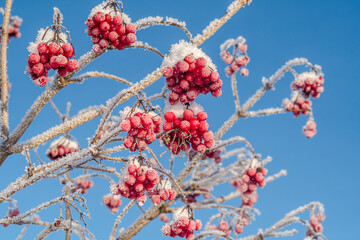 Water Elder (Viburnum opulus) in garden