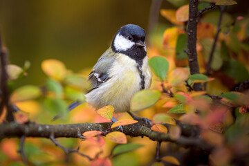 Great Tit