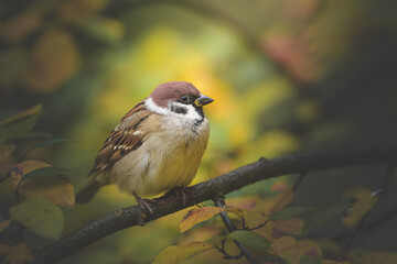 Tree Sparrow