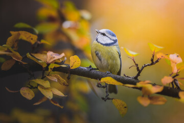 Blue Tit