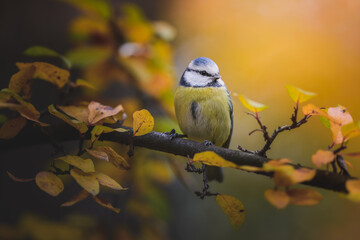 Blue Tit
