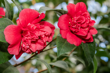 Japanese Camellia (Camellia japonica) in greenhouse