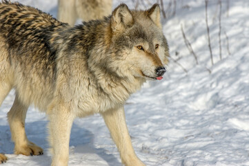 Gray wolf on snow