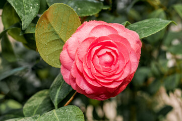 Japanese Camellia (Camellia japonica) in greenhouse