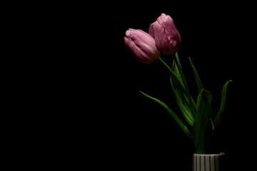 Beautiful pink tulip in ceramic vase on black background