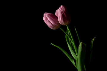 Beautiful pink tulip closeup on black background