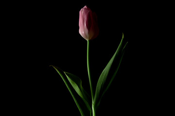 Beautiful pink tulip closeup on black background