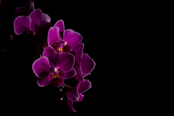 Fototapeta na wymiar Purple orchid closeup on black background