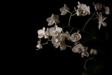 Beautiful white orchid closeup on black background