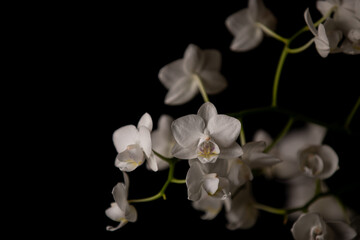 Beautiful white orchid closeup on black background
