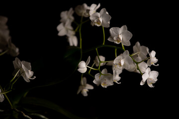 Beautiful white orchid closeup on black background