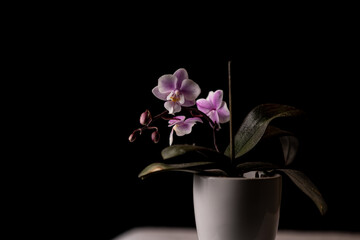 Beautiful pink orchid flower in ceramic pot on black background