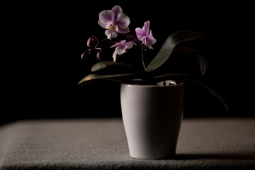 Beautiful pink orchid flower in ceramic pot on black background