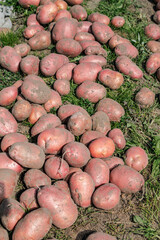 Potato (Solanum tuberosum) in vegetable garden