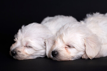 Very cute maltese terrier puppy dog
