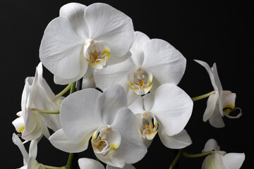 Naklejka na ściany i meble White orchid isolated on black background. Beautiful flower