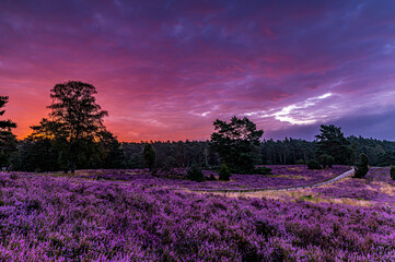 Lüneburger Heide - Purple heather awakening During Sunrise

