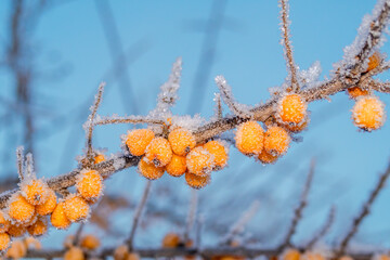 Common Sea Buckthorn (Hippophae rhamnoides) in orchard