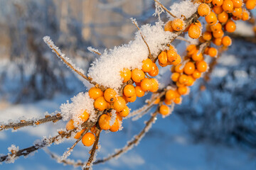 Common Sea Buckthorn (Hippophae rhamnoides) in orchard