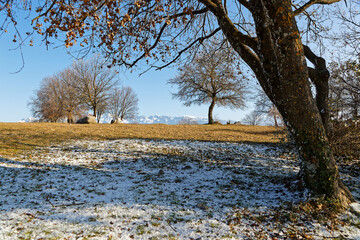 Little snow under trees with mountain range in background